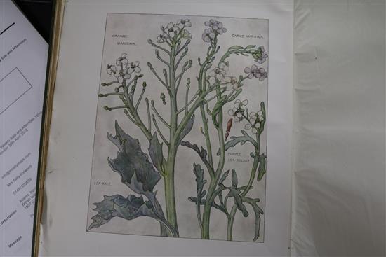 Adams, Harriet Isabel - Wild Flowers of the British Isles, 2 vols, quarto, cloth, London 1907 (2)